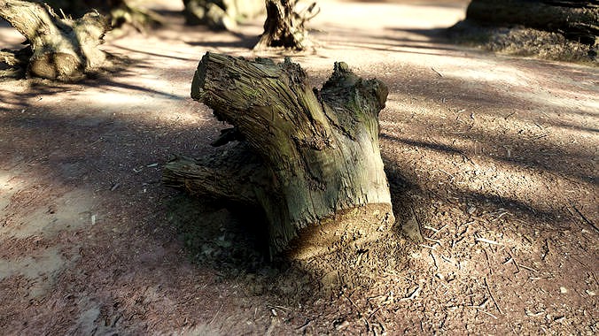 Forest Tree Root C