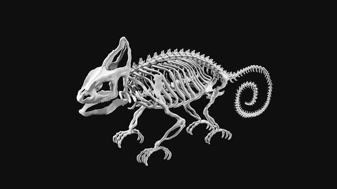 Skeleton of chameleon