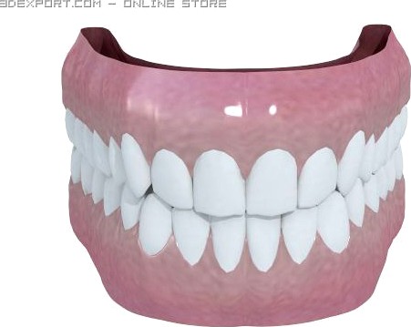 Human teeth 3D Model
