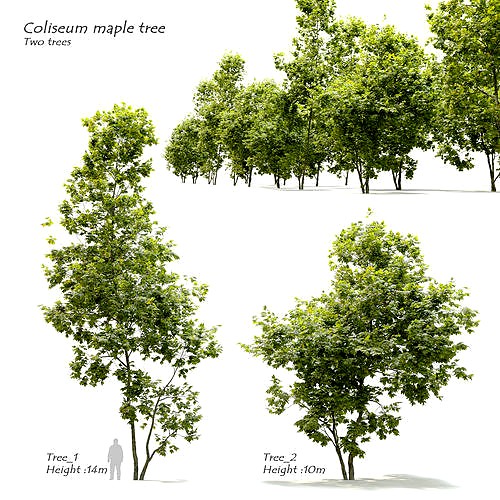 Coliseum maple