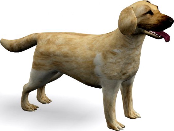 Labrador Retriever 3D Model