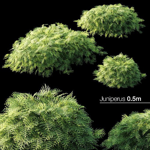 Juniper