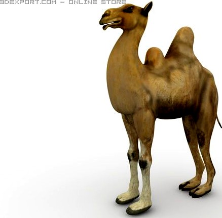 Bactrian camel 3D Model