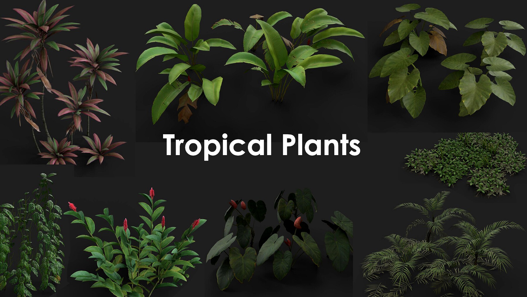 Tropical Plants Package