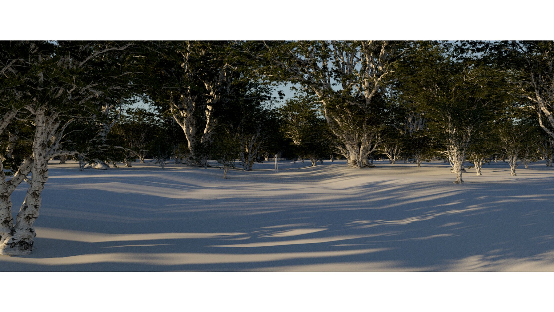 Eucalyptus Tree's