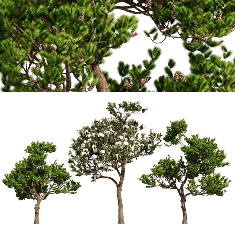 Winter and Summer Pinus Pinea Trees (336635)