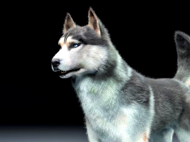 husky dog hairs rigged low poly animal