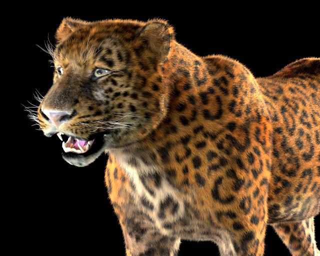 leopard hairs rigged low poly animal