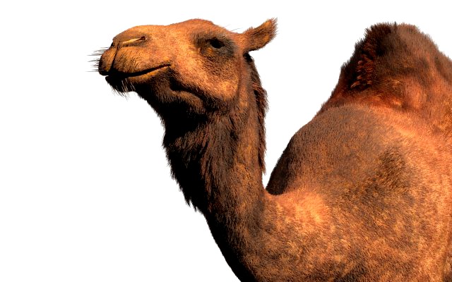 camel hair fur rigged low poly animal