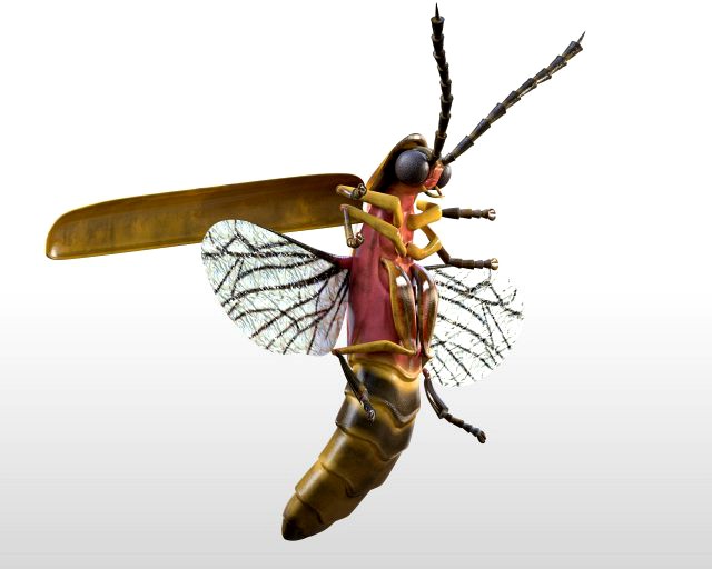 firefly rigged pbr low poly insect