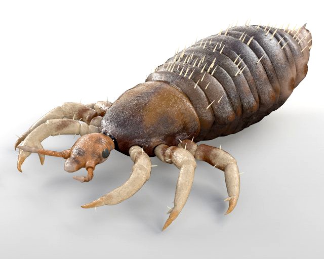 louse rigged insect low poly pbr