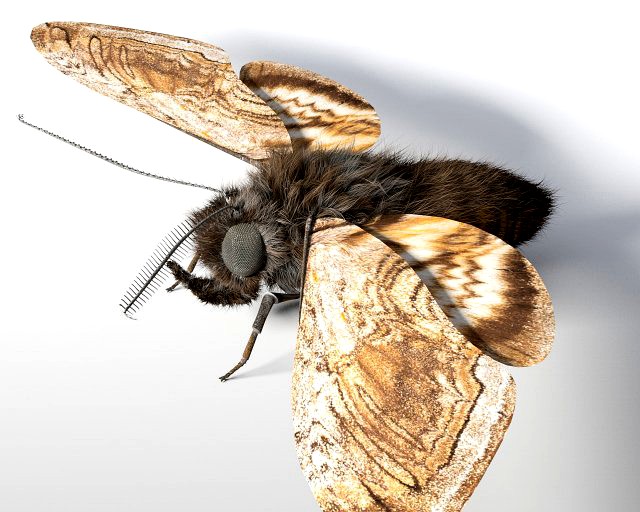 moth rigged hairs low poly insect pbr