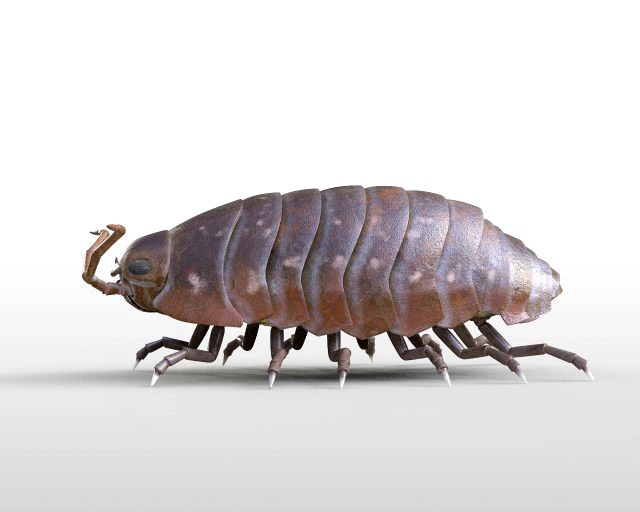 pill bug rigged low poly pbr insect