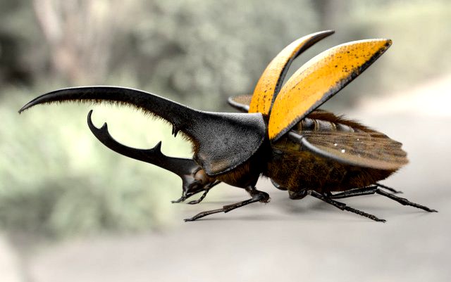 hercules beetle rigged pbr low poly insect