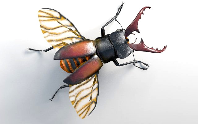 stag beetle pbr rigged low poly insect