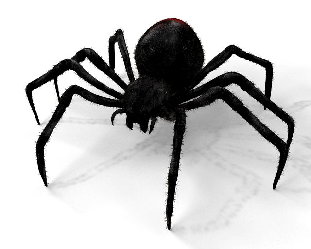 black widow spider rigged low poly