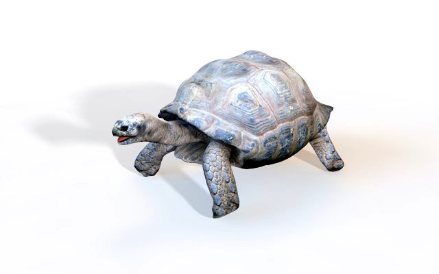 tortoise rigged