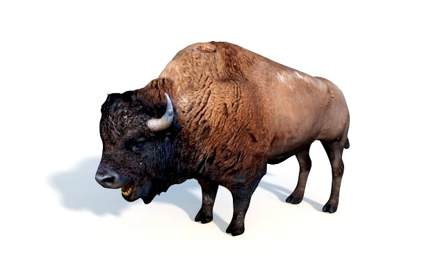 bison bull rigged animal