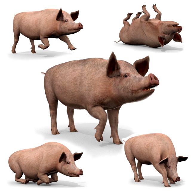 Porky the pig - animated 3d fur model