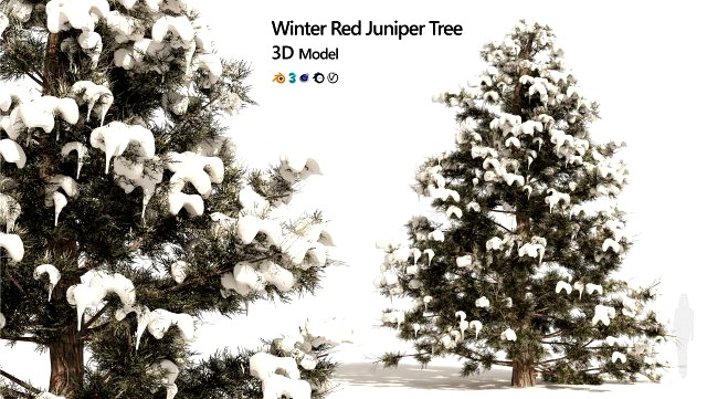 Winter Juniperus virginiana with snow