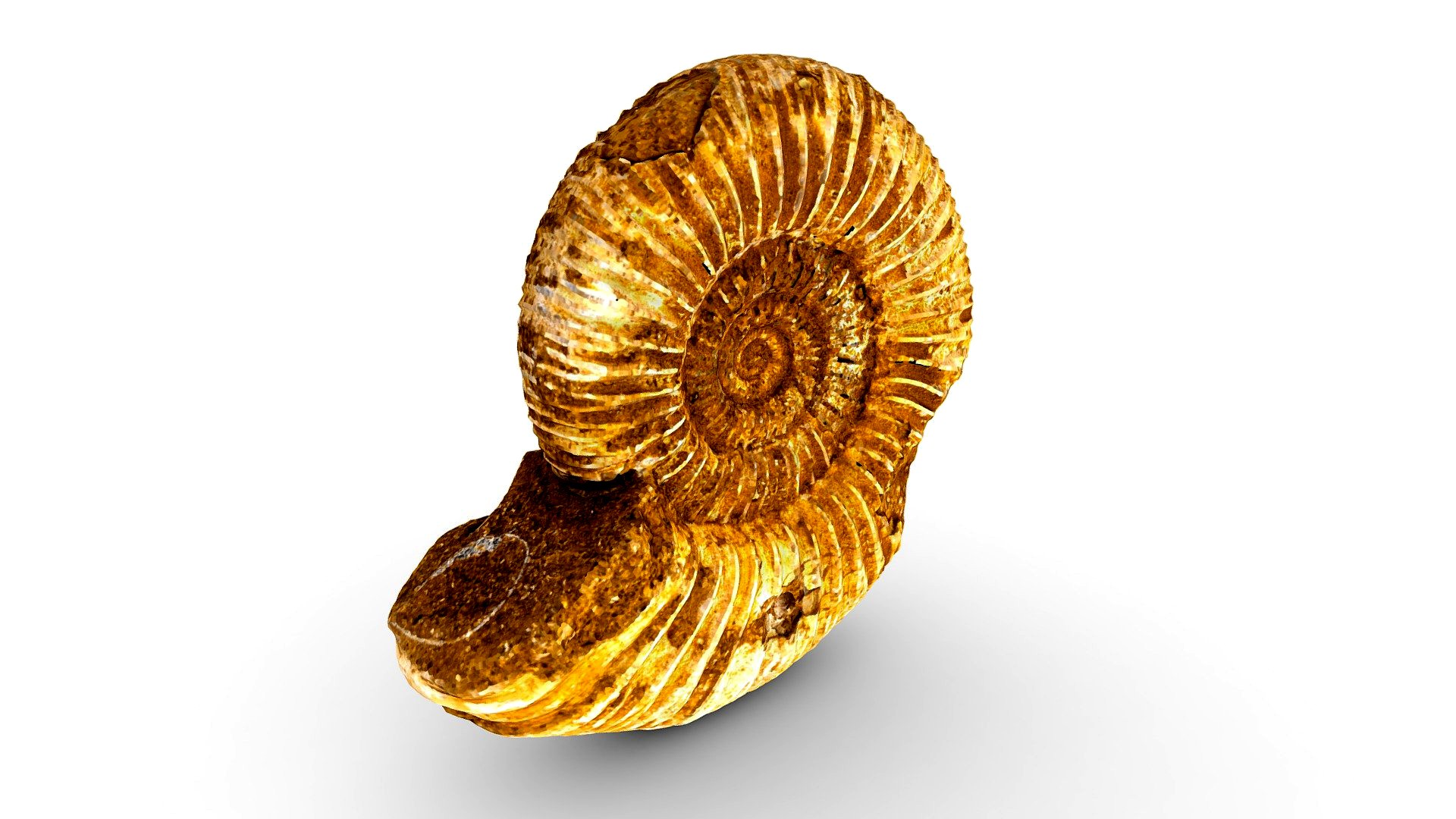 Ammonite