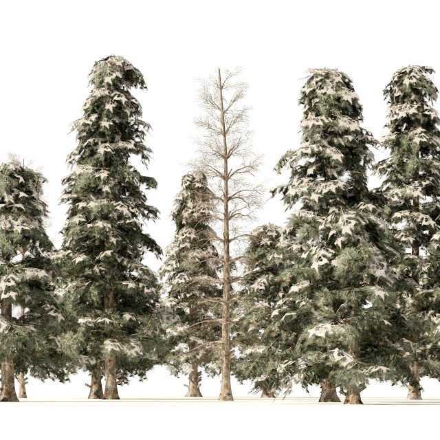 Winter green spruce forest