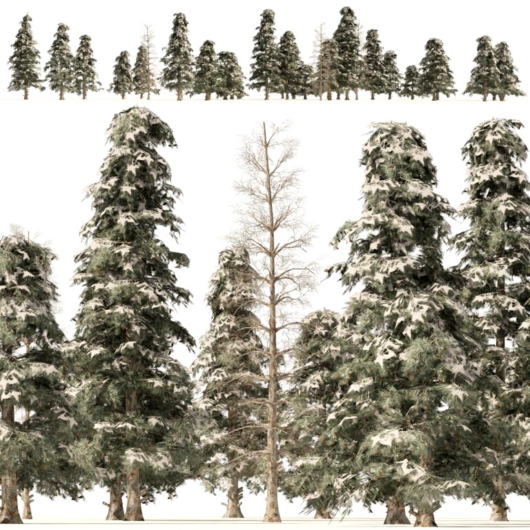 Winter green spruce forest (337778)