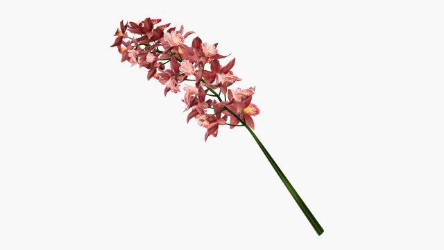 Orchid branch with flowers