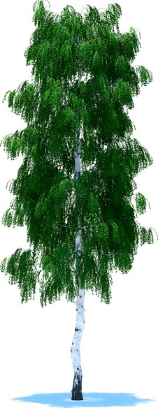 Birch 3D Model