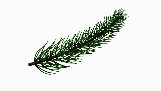 Fir tree branch 01