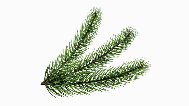 Fir tree branch 03
