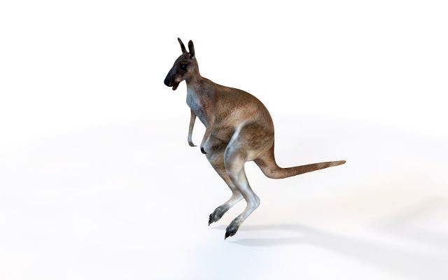 kangaroo rigged animal