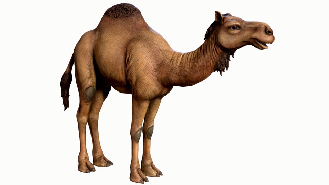 Dromedary Camel