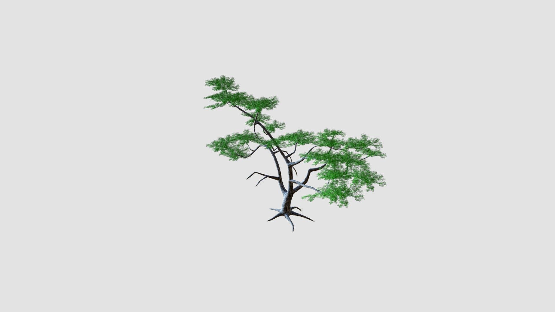 Acacia constricta Plant