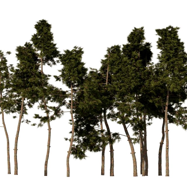 Scotch pine tree forest