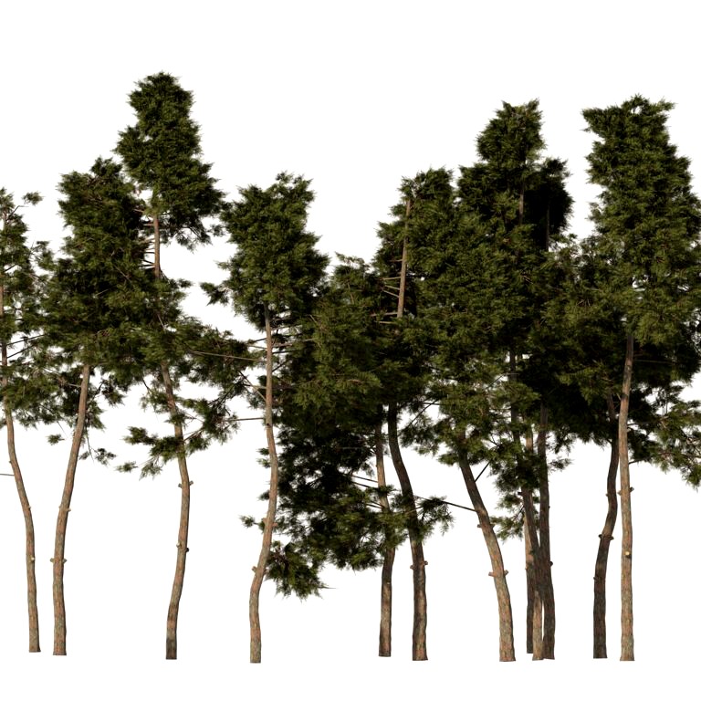 Scotch pine tree forest (338733)