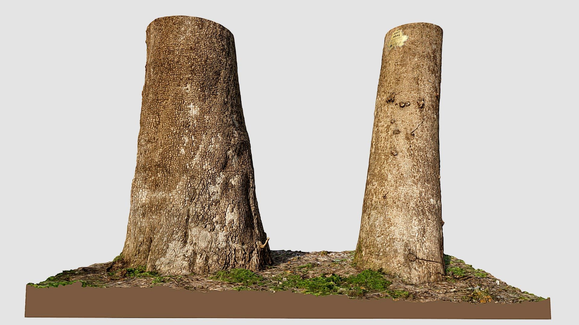 Two mossy tree trunks.