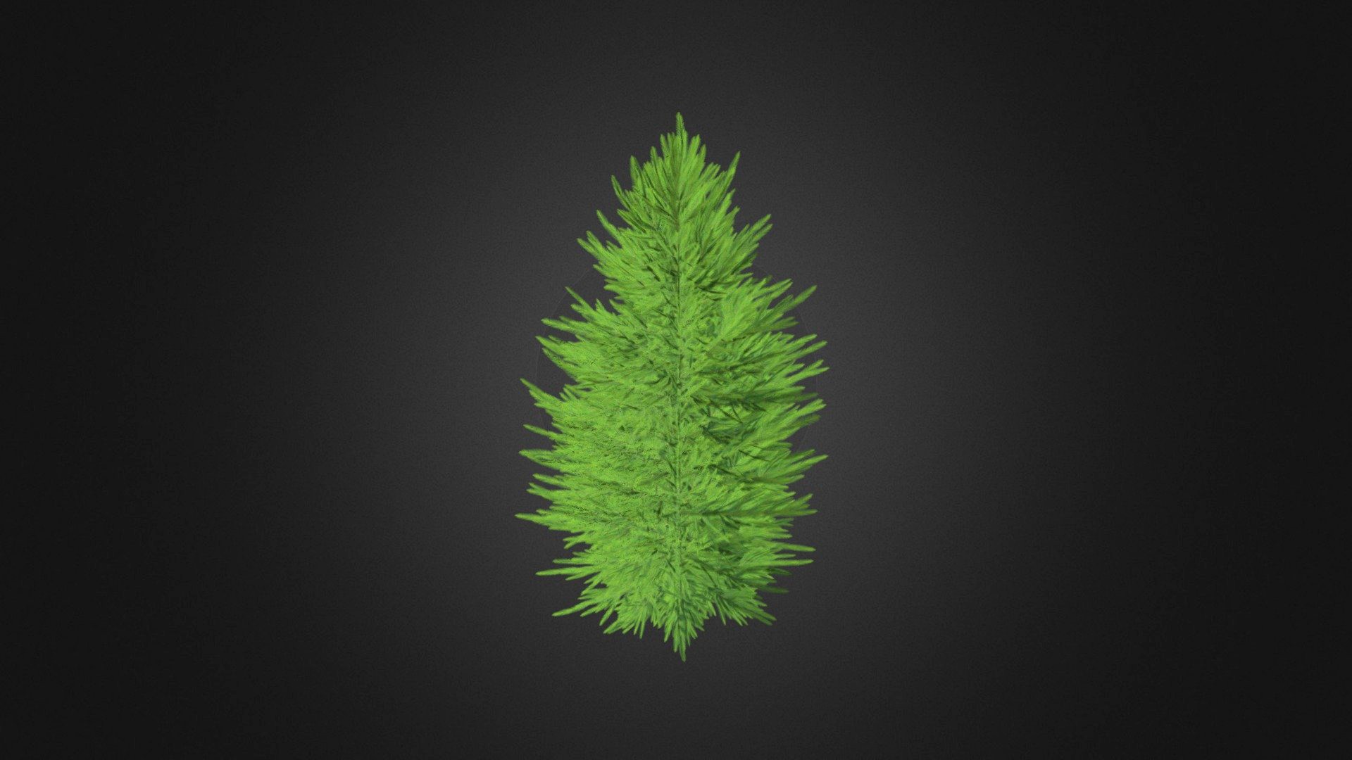 Norway Spruce (Picea abies) 2.4m