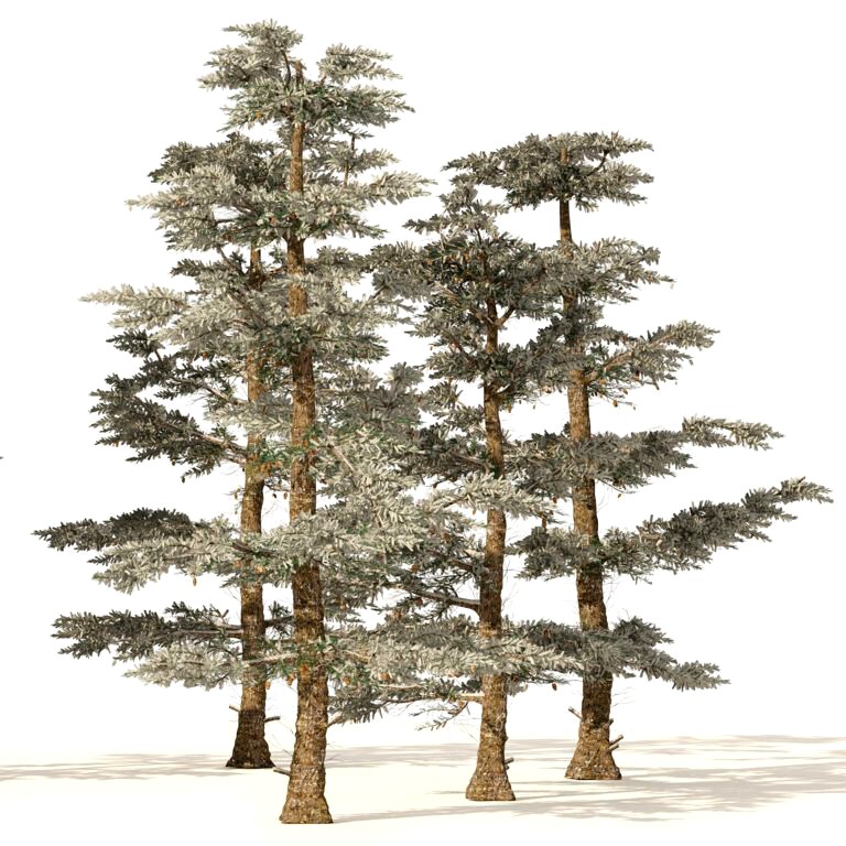 Winter Abies concolor trees (339333)