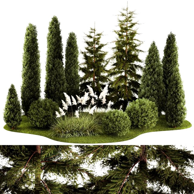 Garden of thuja and cypress trees with pampas grass bushes 1154