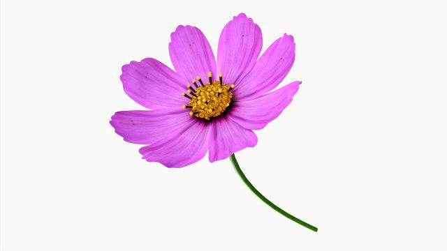 Flower Aster Cosmos bipinnatus
