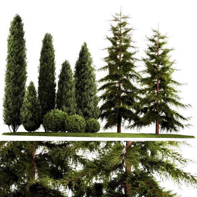 Garden of thuja and cypress trees with bushes 1155