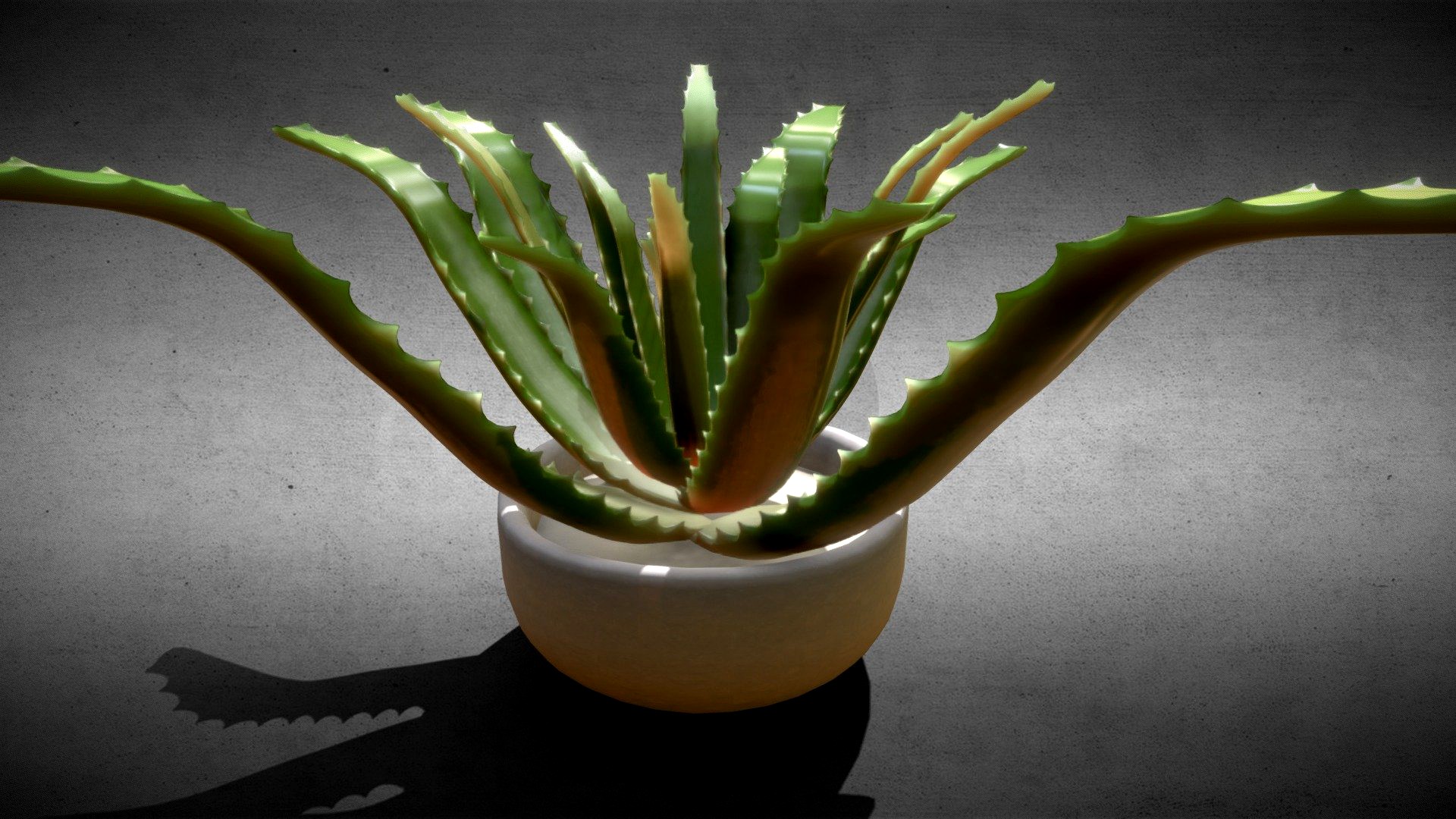 Aloe Vera