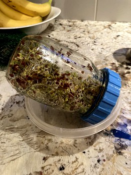 Sprouting Mason Jar Lid
