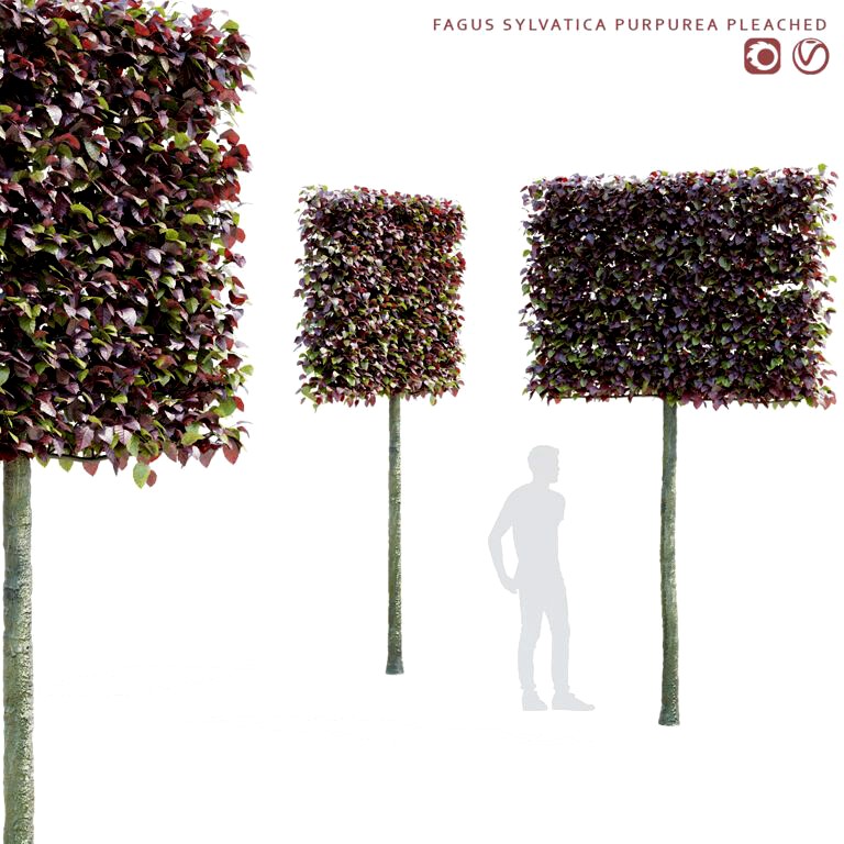 Forest beech screen Fagus sylvatica purpurea pleached (340111)