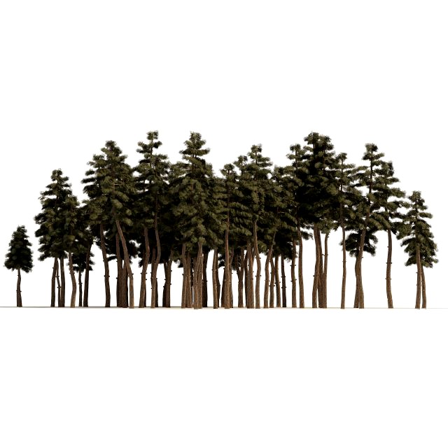Douglas Fir Forest trees