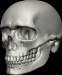 Skull Human 3D Model