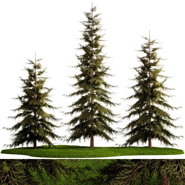 Spruce And Fir Trees For The Park 1157