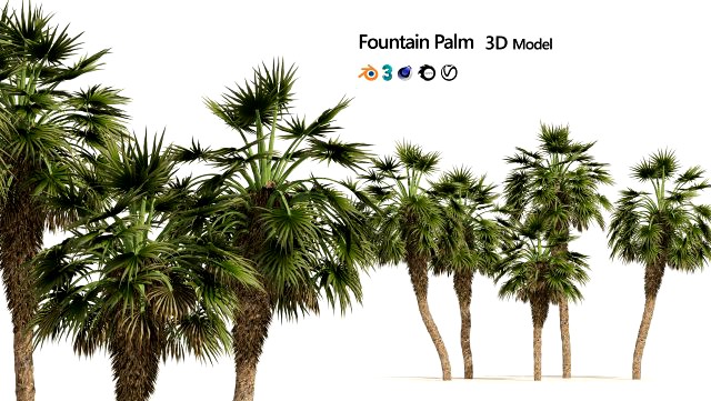 5 Fountain Palms