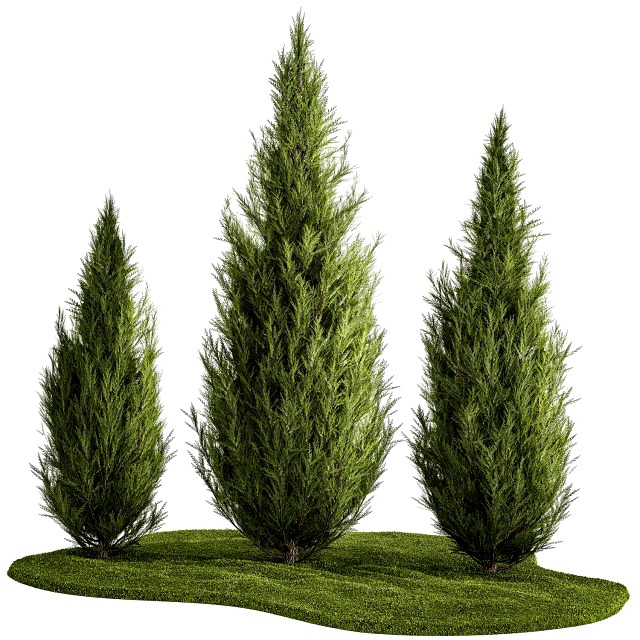 Juniper Thuja And Cypress For Landscape Design 1159